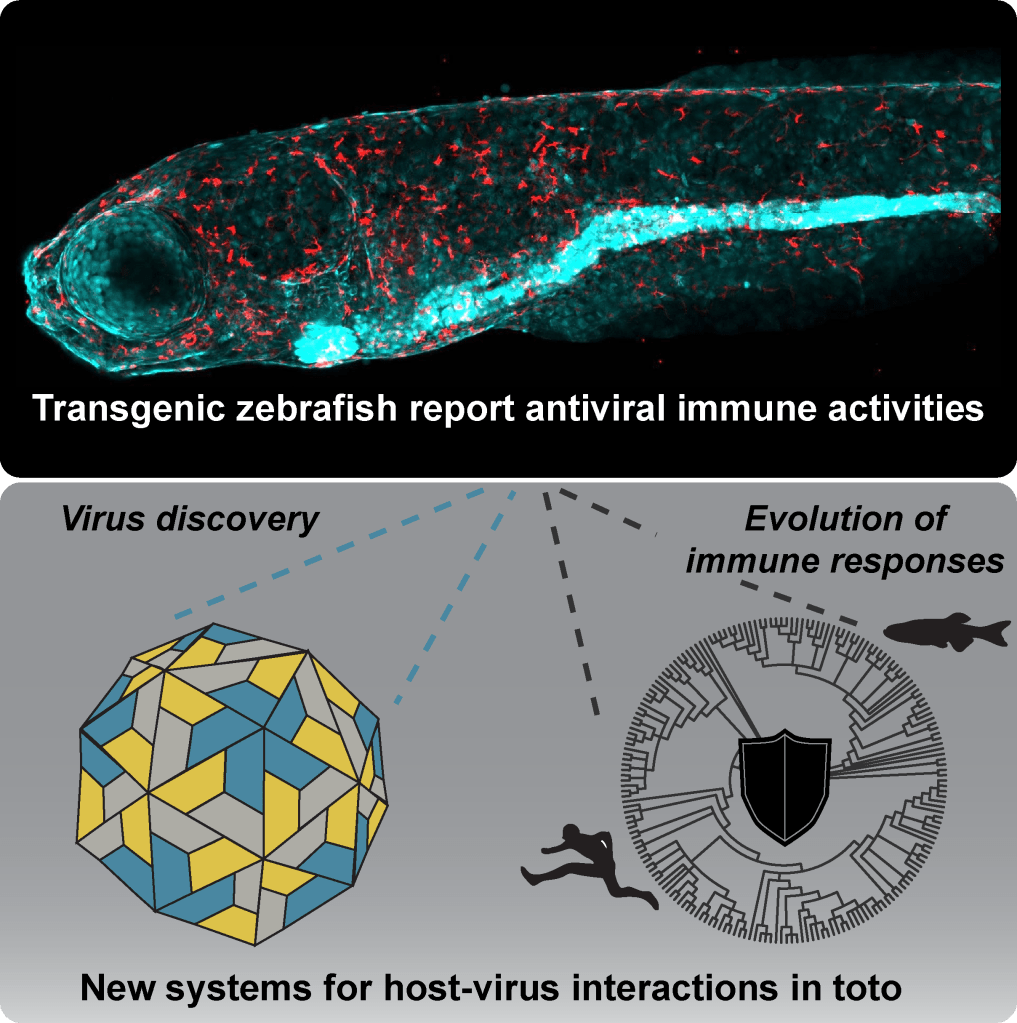 Diagram of zebrafish virus discovery: transgenic larva antiviral activity, virus structure, and phylogenetic tree.