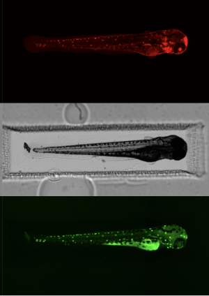A zebrafish larva imaged in red fluorescence, brightfield, and green fluorescence, showing marker expression used to identify successfully modified fish.