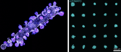 Fluorescence microscopy images showing a printed organoid structure at left and an array of uniform printed cell clusters at right, labeled 'HISTOMATO.'