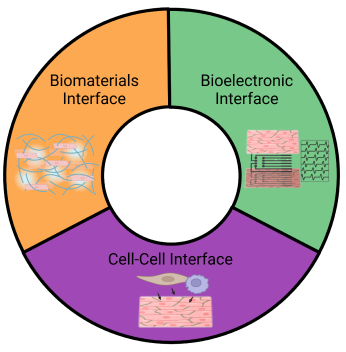 Three key biointerfaces to model and measure cardiac disease phenotype 