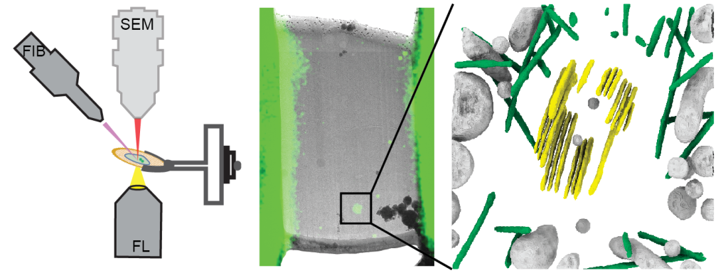 Diagram of FIB-SEM with integrated fluorescence microscope alongside cryo lamella micrograph and 3D segmentation highlighting targeted centrioles
