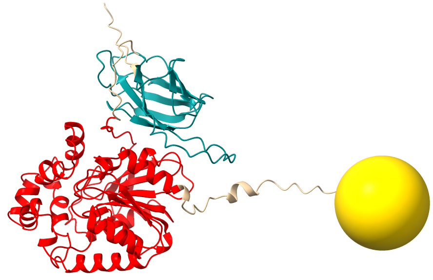 SpyCatcher-HaloTag fusion protein connected to a gold nanoparticle for targeted protein labeling in cryo-ET