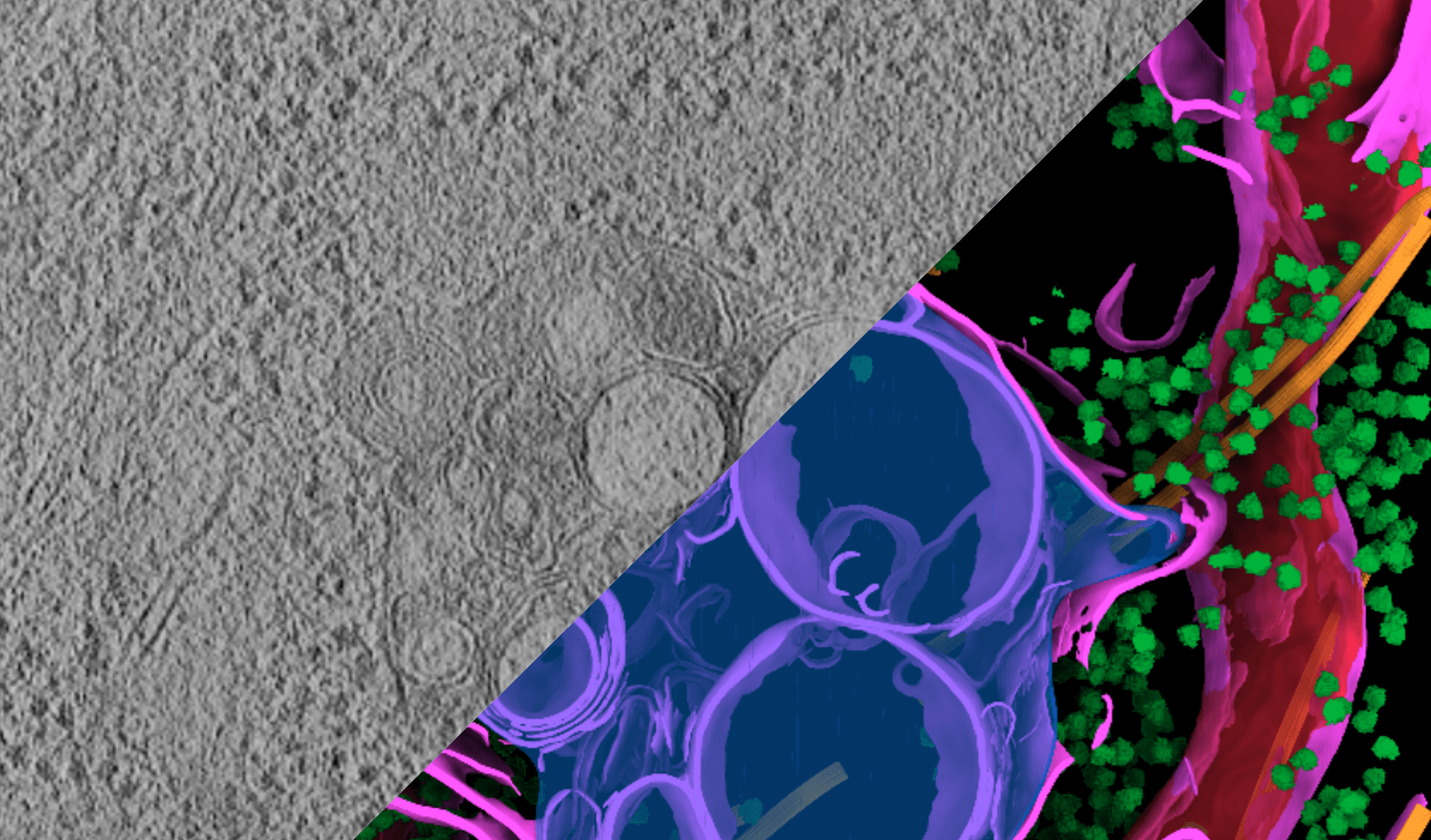 Dynamic Structural Cell Biology - Biohub