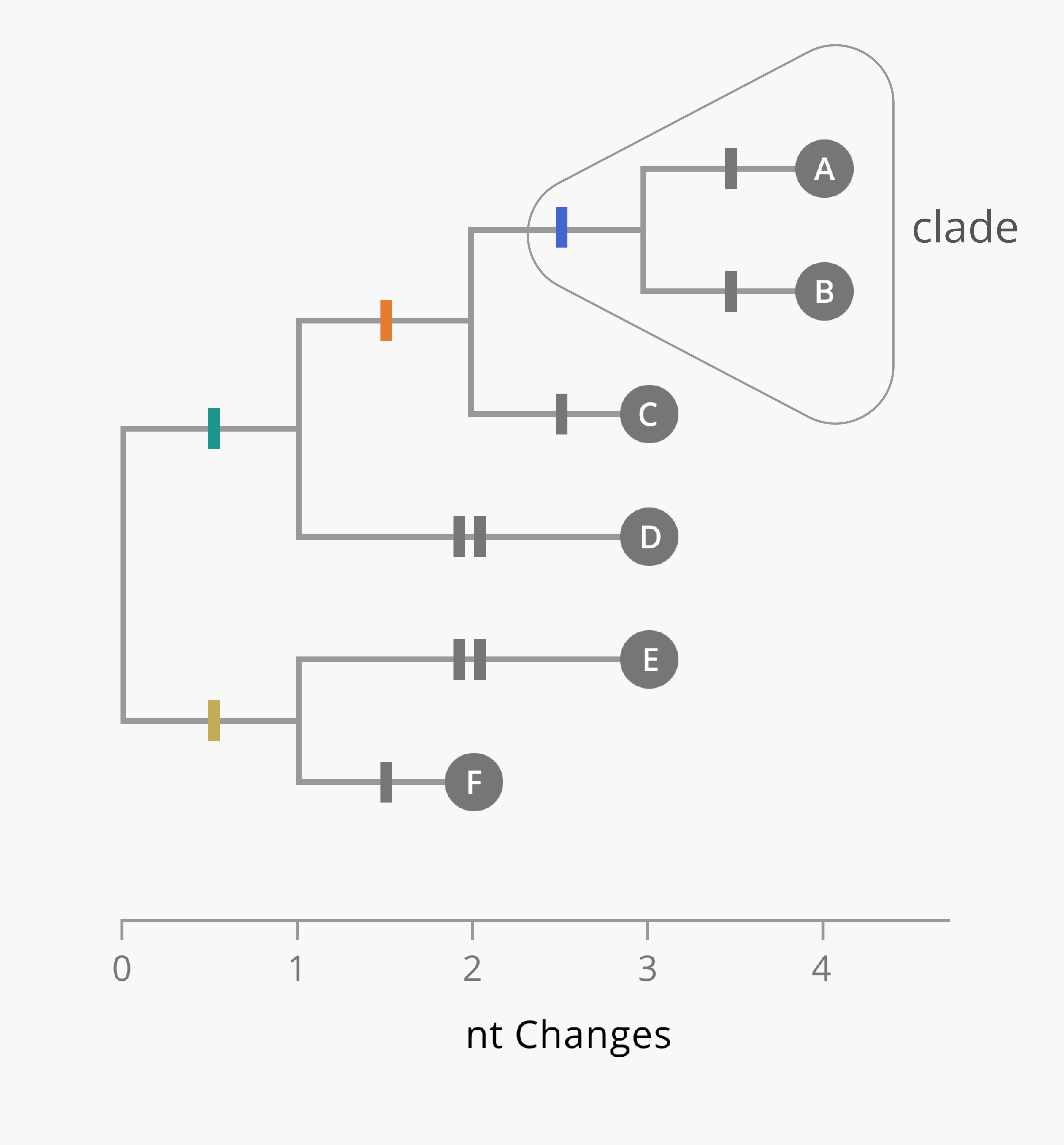 A hypothetical phylogenetic tree with a clade shown. The clade containing samples A and B is defined by the blue mutation that they both share, and that differentiates them from othersamples in the tree.