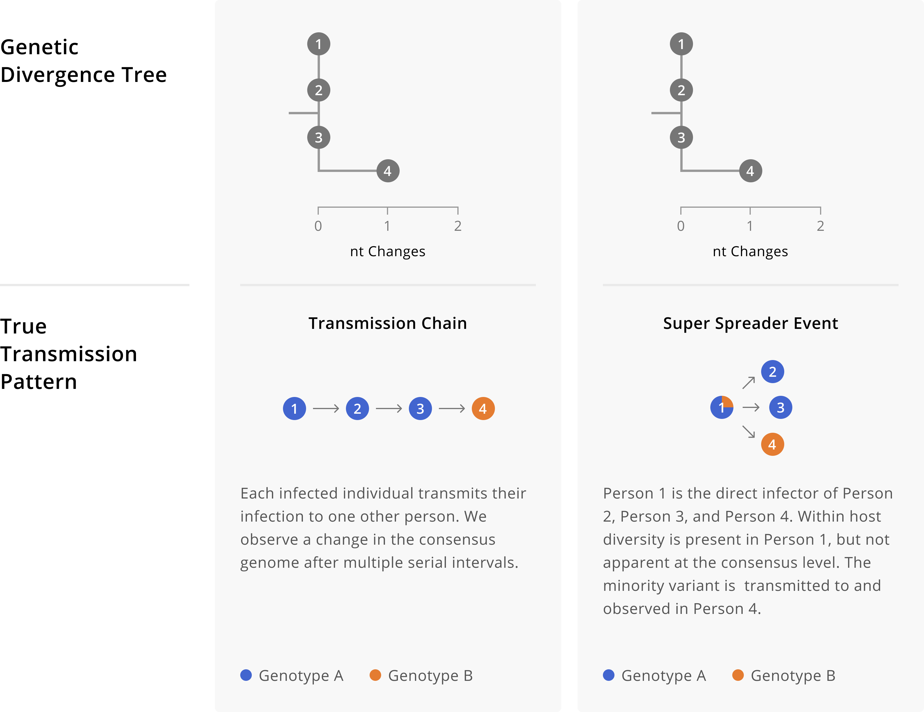 Different transmission patterns between Persons 1, 2, 3, and 4 can yield identical genetic divergence trees. On the left, we show a transmission chain in which Person 1 infects 2, who infects 3, who then infects Person 4. Depending on the evolutionary rate of our pathogen, we may not see mutations arise in every single consensus genome. Indeed, here we see that the sequences from Persons 1, 2, and 3 are identical. Thus without knowledge of the true transmission pattern, we would not be able to detect the directionality of transmission between those three individuals. Furthermore, while one might initially think that directionality for Person 4 is possible to infer, comparison of the scenarios on the left and right show how directionality can become convoluted by within-host diversity. On the left, Person 4’s consensus sequence shows an additional nucleotide change on top of the background genotype of 1, 2, and 3, which was accrued over the process of transmission between individuals. In contrast, on the right that same pattern of diversity is present within Person 1’s infection. Then, during a superspreading event in which Person 1 infects Persons 2, 3, and 4 directly, that within-host diversity is captured at the consensus level of the secondary infections. These toy trees are consistent with still more additional true transmission patterns that are not enumerated here. As an exercise, you might want to try sketching additional possibilities out.