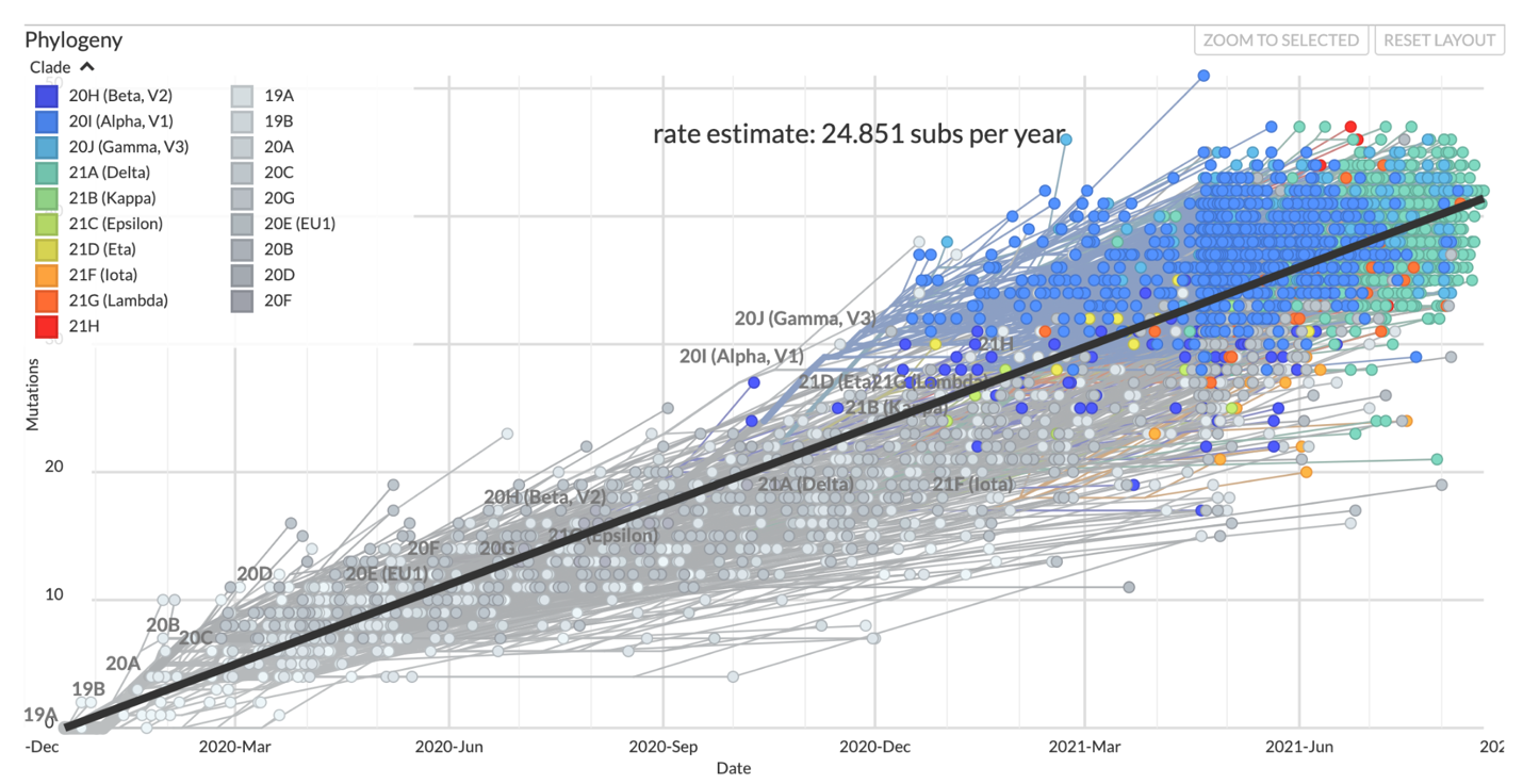 The clock view from the global SARS-CoV-2 Nextstrain build maintained by the Nextstrain team ([https://nextstrain.org](https://nextstrain.org/sars-cov-2/)). Each circle in this plot represents a sampled virus, the same as a tip in the tree, and the x and y positions in the plot are determined by the date the virus was sampled and the number of SNPs that it has compared to the Wuhan-Hu-1 reference genome respectively. The evolutionary rate estimate comes from the slope of a least-squares line fit through the data points.