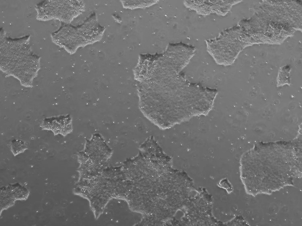 iPSC culture in the VDS Lab used for immune cell engineering research