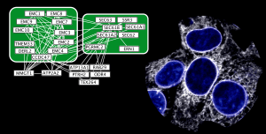 Protein interaction network diagram linked to a fluorescence microscopy image of labeled cell nuclei and structures.
