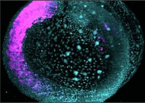 Zebrafish embryo imaged for developmental biology research