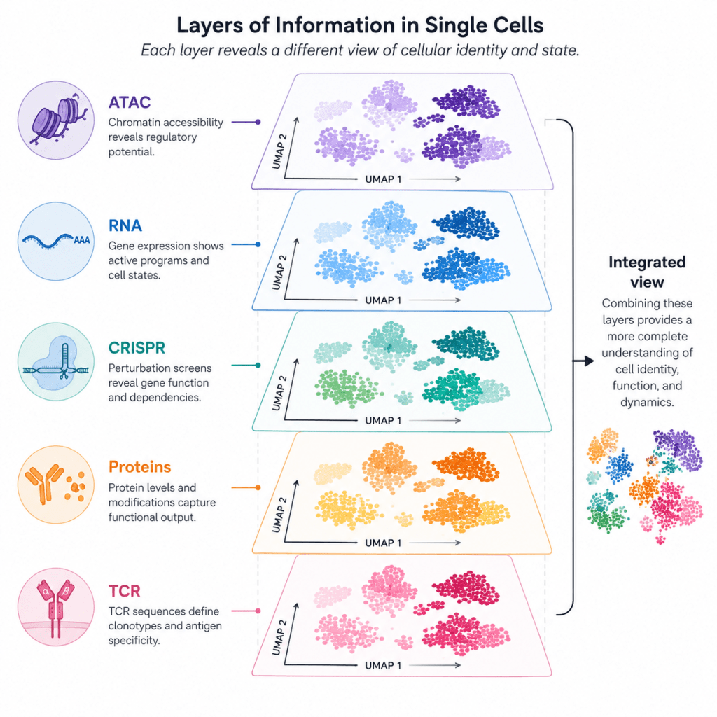 Integrating molecular modalities to resolve cellular state.