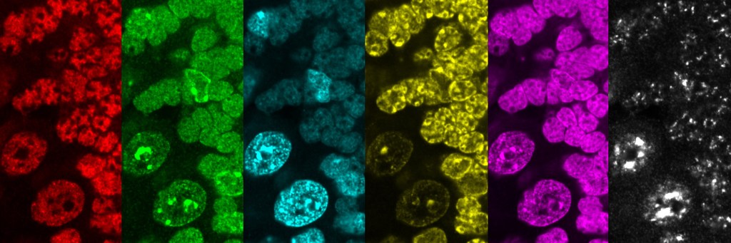 Multiplexed imaging of chromatin organization in mouse brain cerebellum