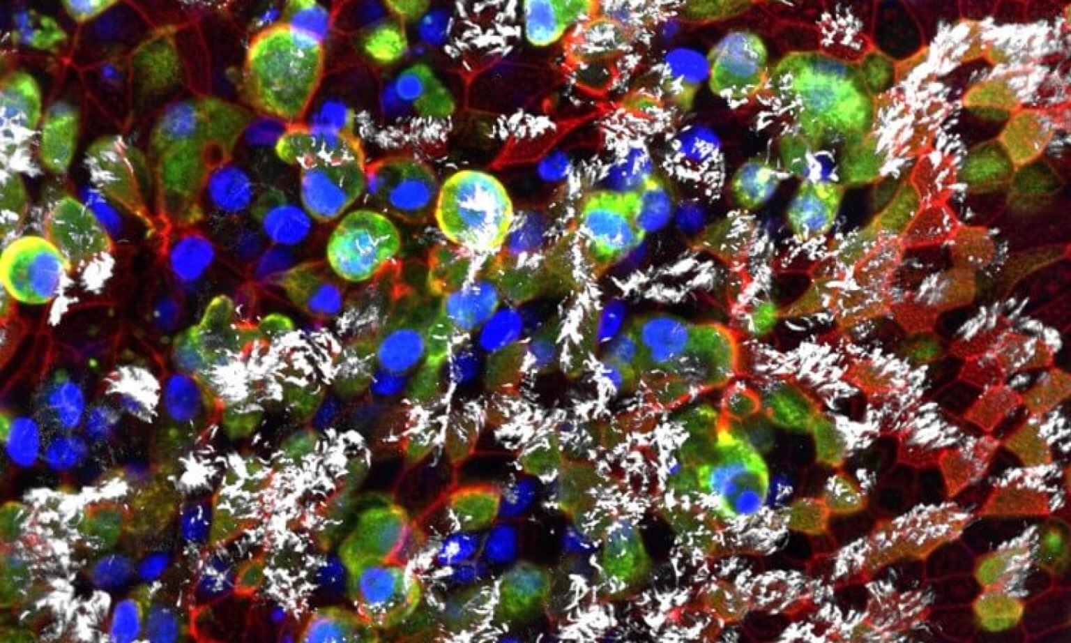 A splattering of green, blue, red, and white on a dark backgrond.