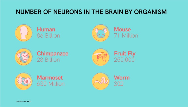 Infographic comparing brain neuron counts across six organisms: humans (86 billion), chimpanzees (28 billion), marmosets (630 million), mice (71 million), fruit flies (250,000), and worms (302), displayed with colorful icons on turquoise background.