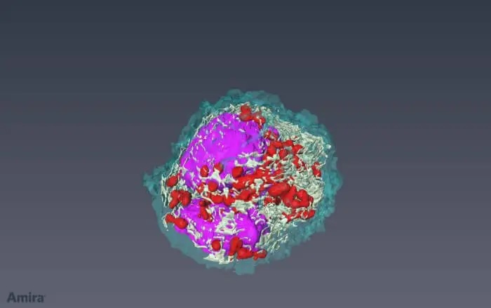 3D scientific visualization of a spherical immune cell with colorful protein structures in purple, red, and white against a teal outer membrane on dark background.