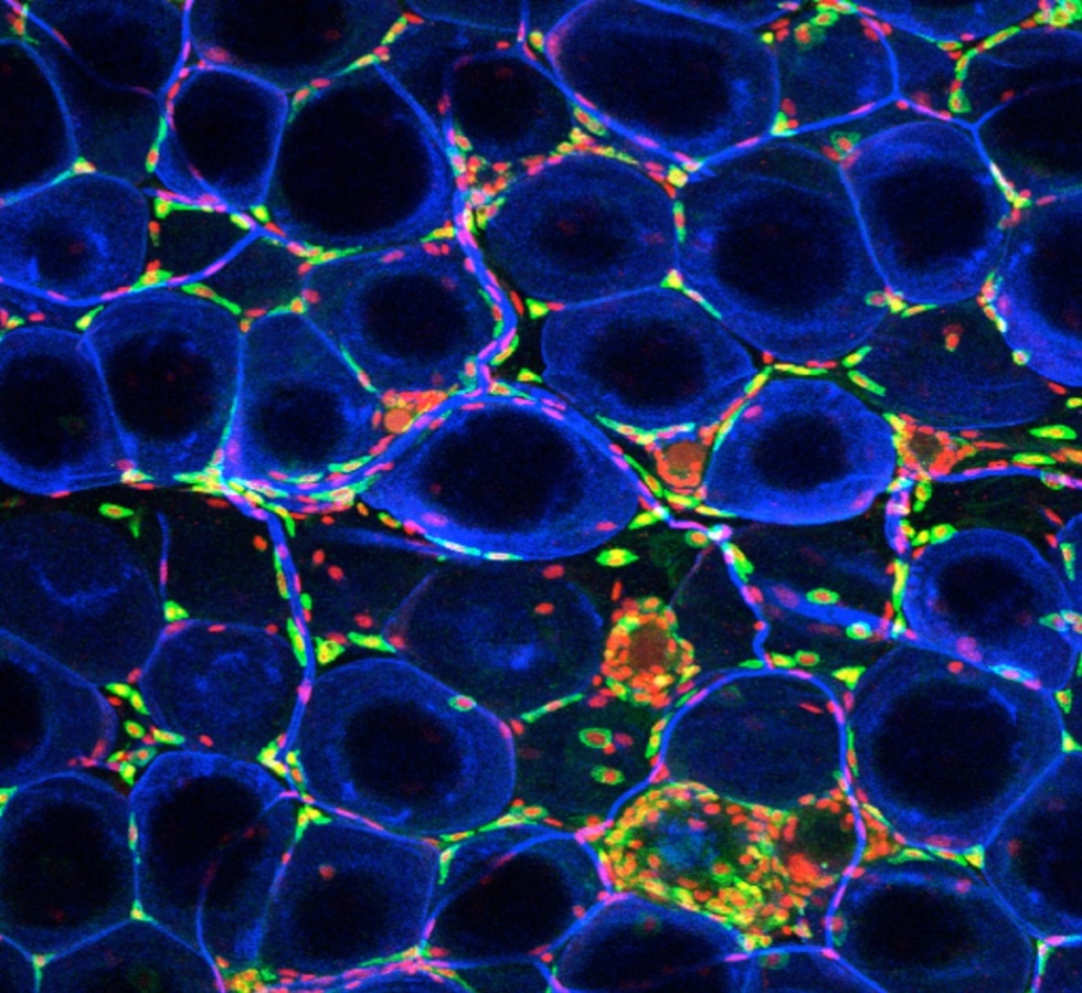 A blue and black image of interconnected circle-like shaped, with specs of yellow and orange.