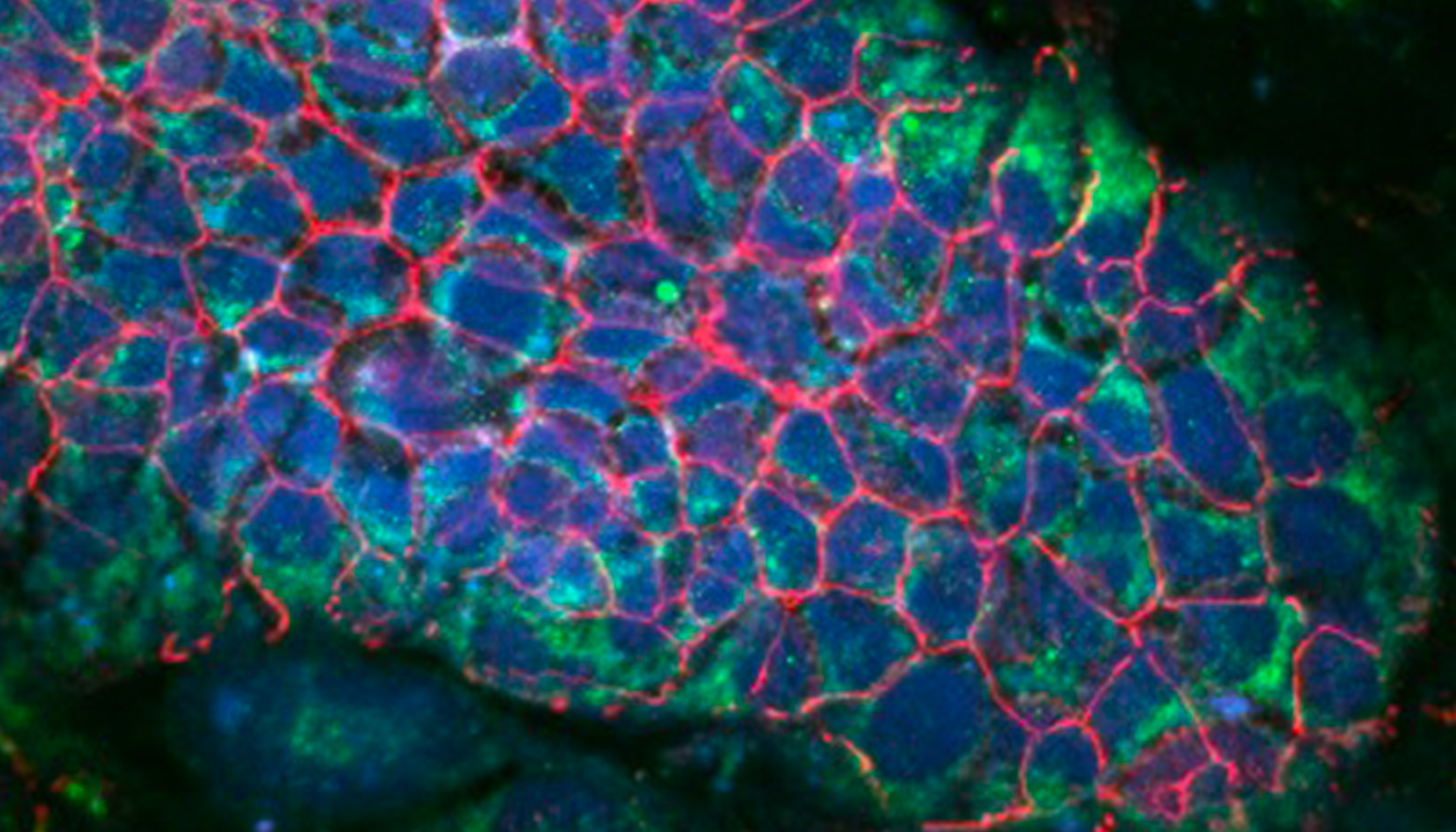 A cluster of fluorescent cells are illuminated with red, green and blue light.