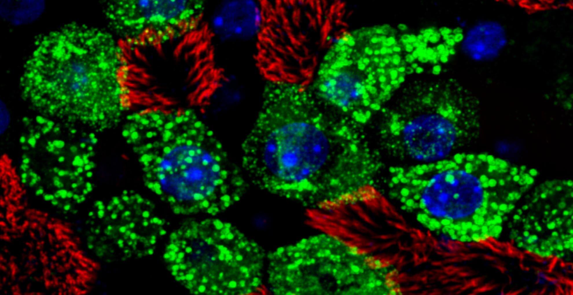 A black image with clusters of bright green spots and red flares. Some green clusters have blue clusters of spots within them.