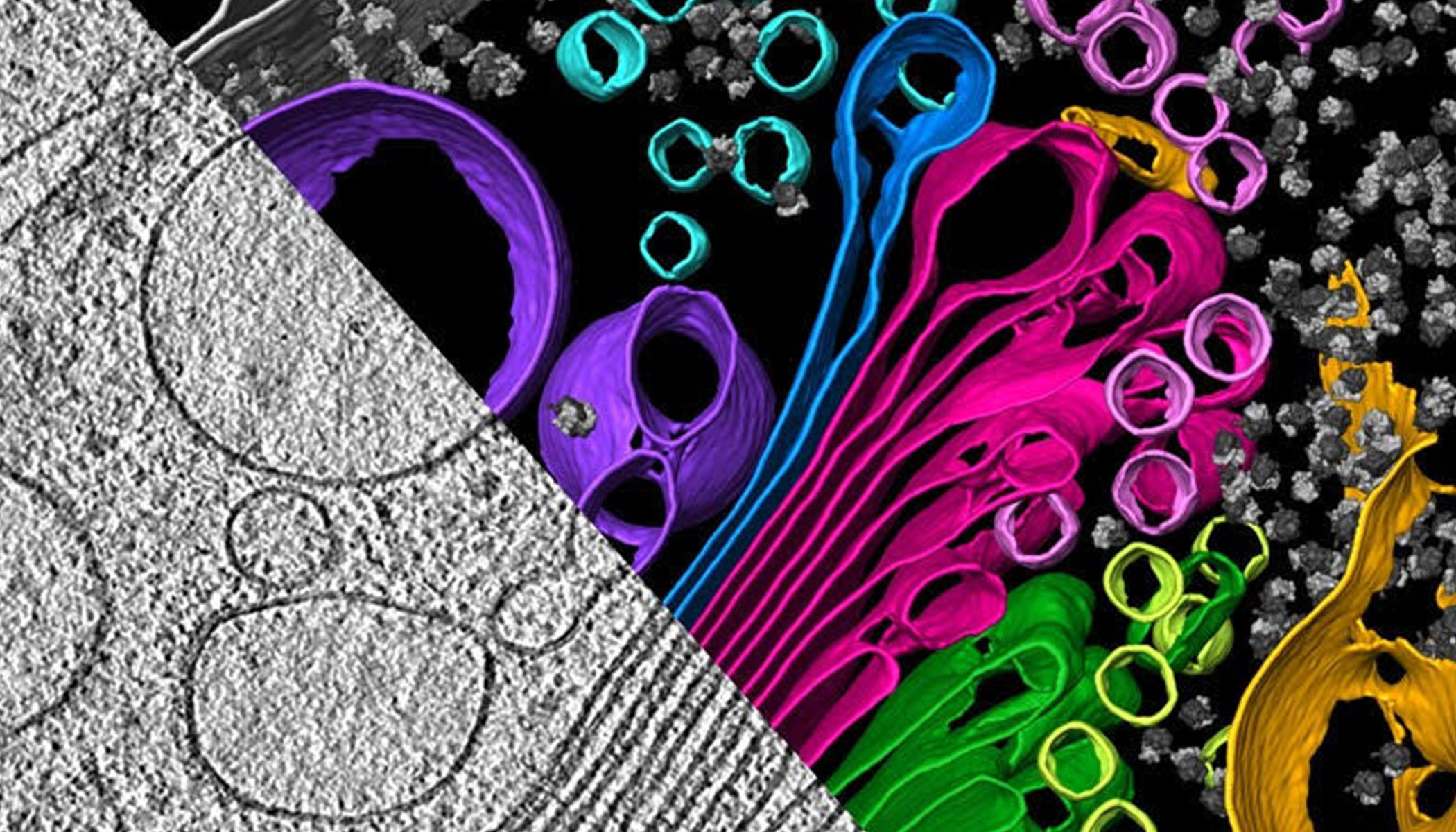 The inner workings of an algal cell depicted with cryo-electron tomography, which aggregates multiple snapshots of a single piece of material. Visible are the endoplasmic reticulum (yellow), Golgi apparatus (green and magenta), and vesicles (multi-colored circles).