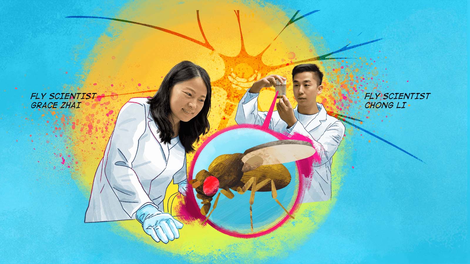 Fly scientists Grace Zhai and Gong Li examining magnified fruit fly in pink circle with radiating sun design on colorful background.