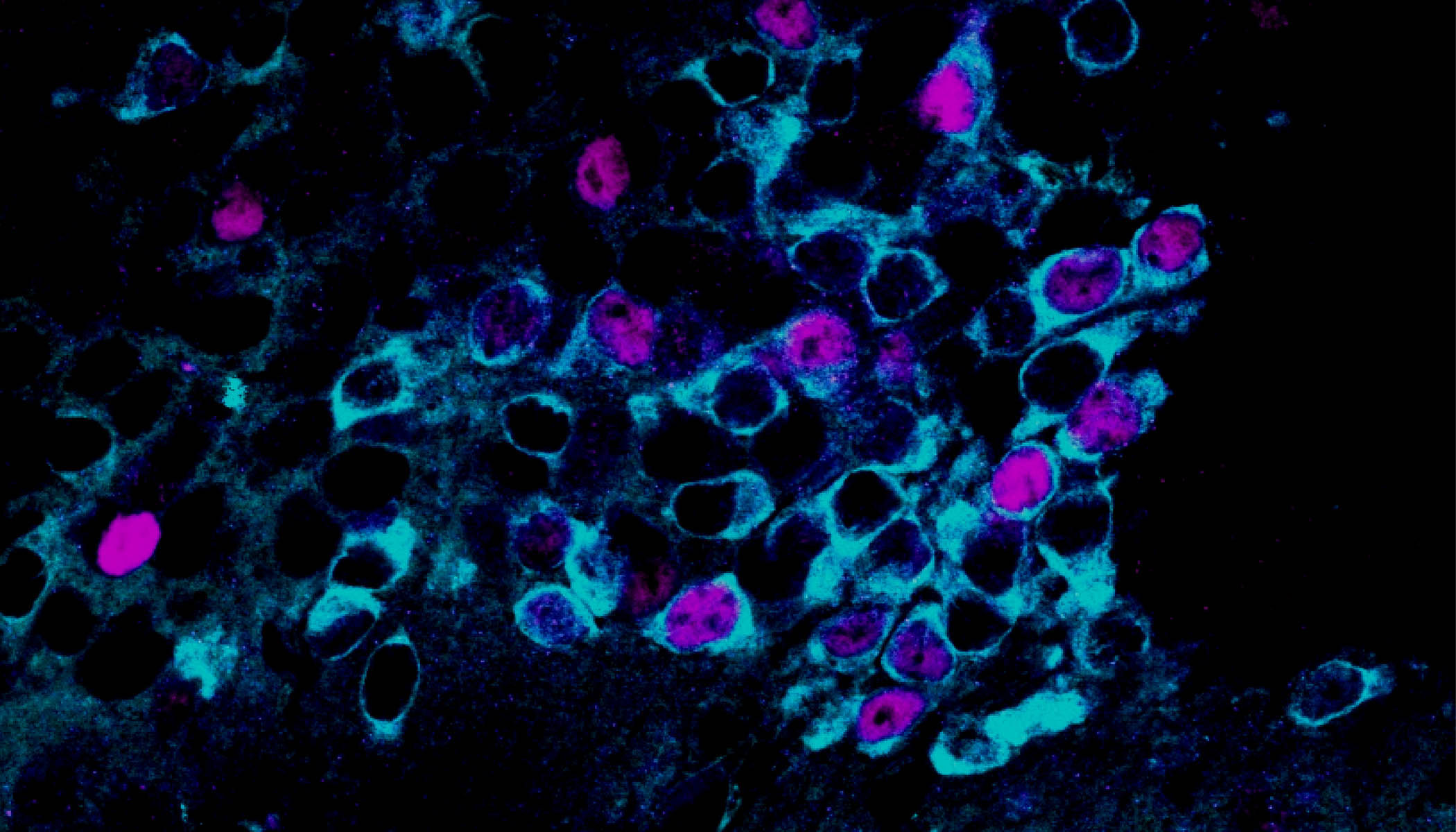 A black image with turquoise, fuschia and faint royal blue spots scattered across. 