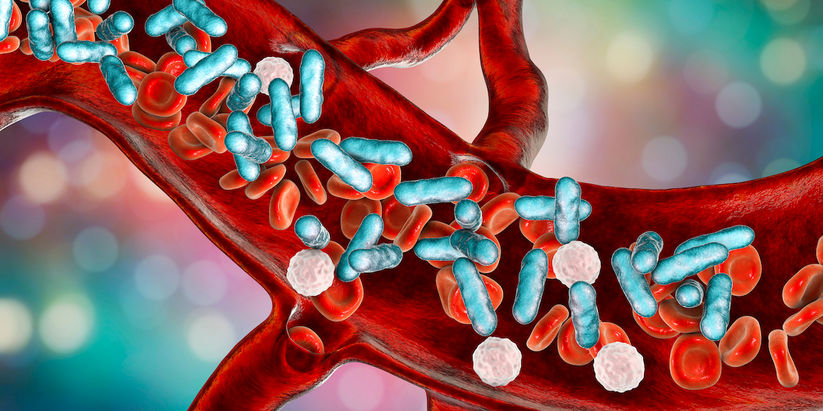 illustration showing rod-shaped bacteria with red blood cells and leukocytes