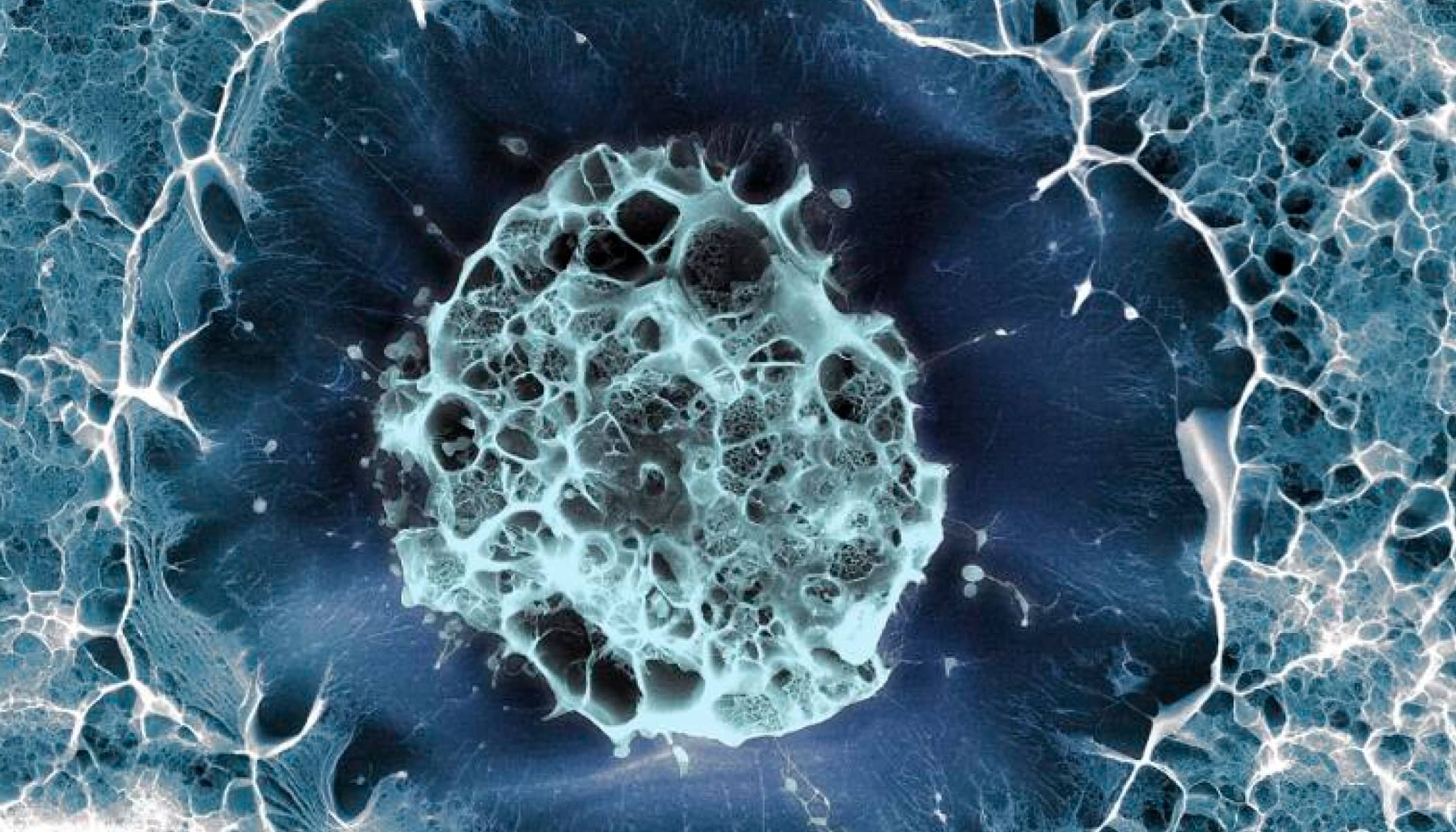 Image of a human stem cell featuring various colors of blue