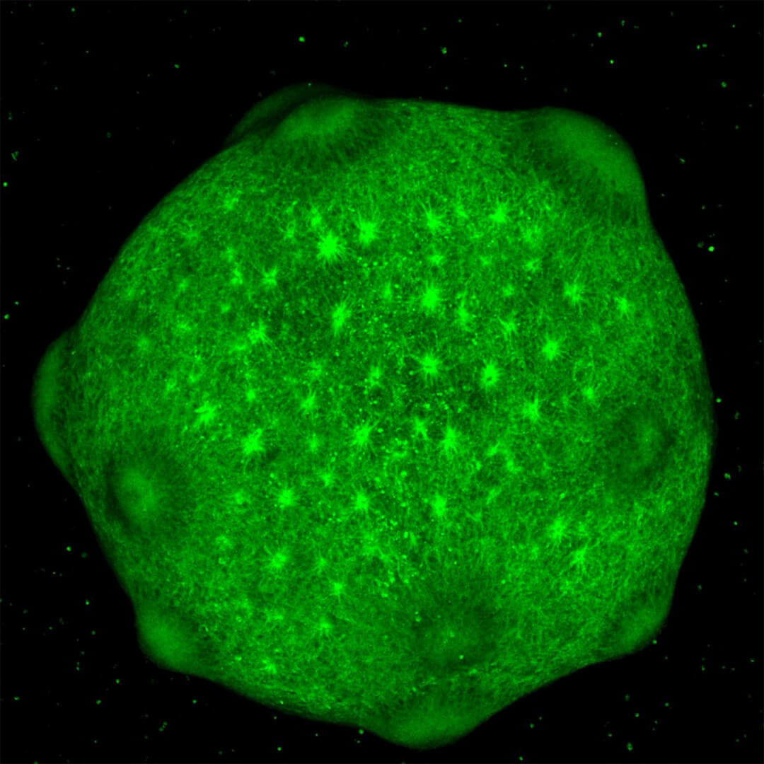 3D organoids, which appear as a large, glowing green circle against a black background