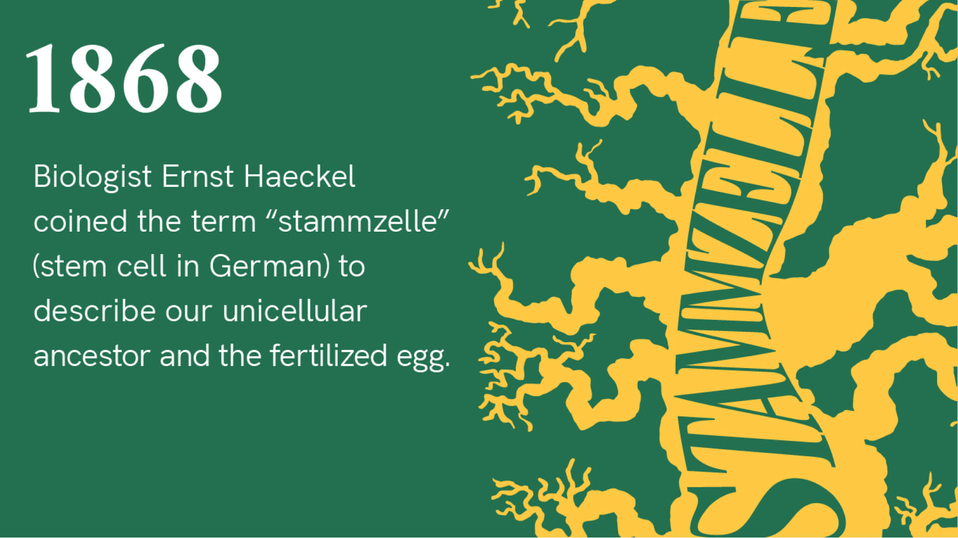 1868: Biologist Ernst Haeckel coined the term “stammzelle” (stem cell in German) to describe our unicellular ancestor and the fertilized egg. There is an illustration of a branching tree with the word stammzelle on it.