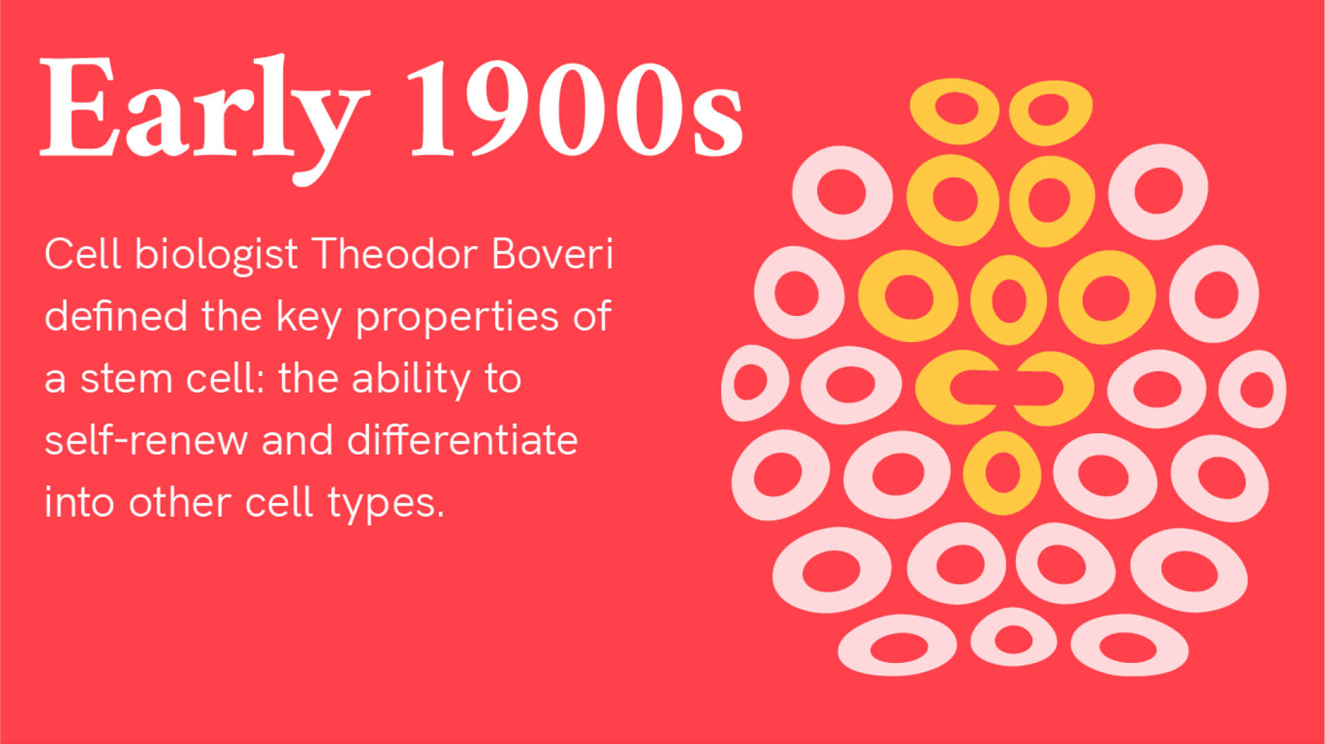 Early 1900s: Cell biologist Theodor Boveri defined the key properties of a stem cell: the ability to self-renew and differentiate into other cell types. There is an illustration of a ball of cells where a subset are highlighted in yellow to show they were made from the same ancestor stem cell through division.