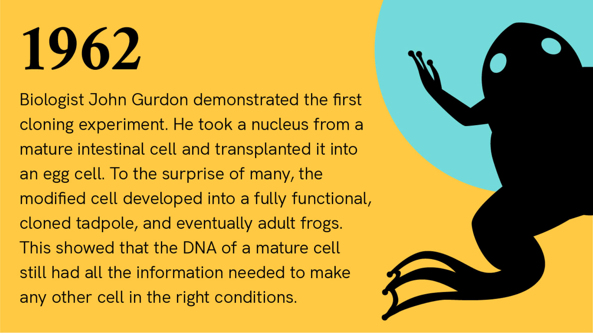 1962: Biologist John Gurdon demonstrated the first cloning experiment. He took a nucleus from a mature intestinal cell and transplanted it into an egg cell. To the surprise of many, the modified cell developed into a fully functional, cloned tadpole, and eventually adult frogs. This showed that the DNA of a mature cell still had all the information needed to make any other cell in the right conditions. There is an illustration of a frog.