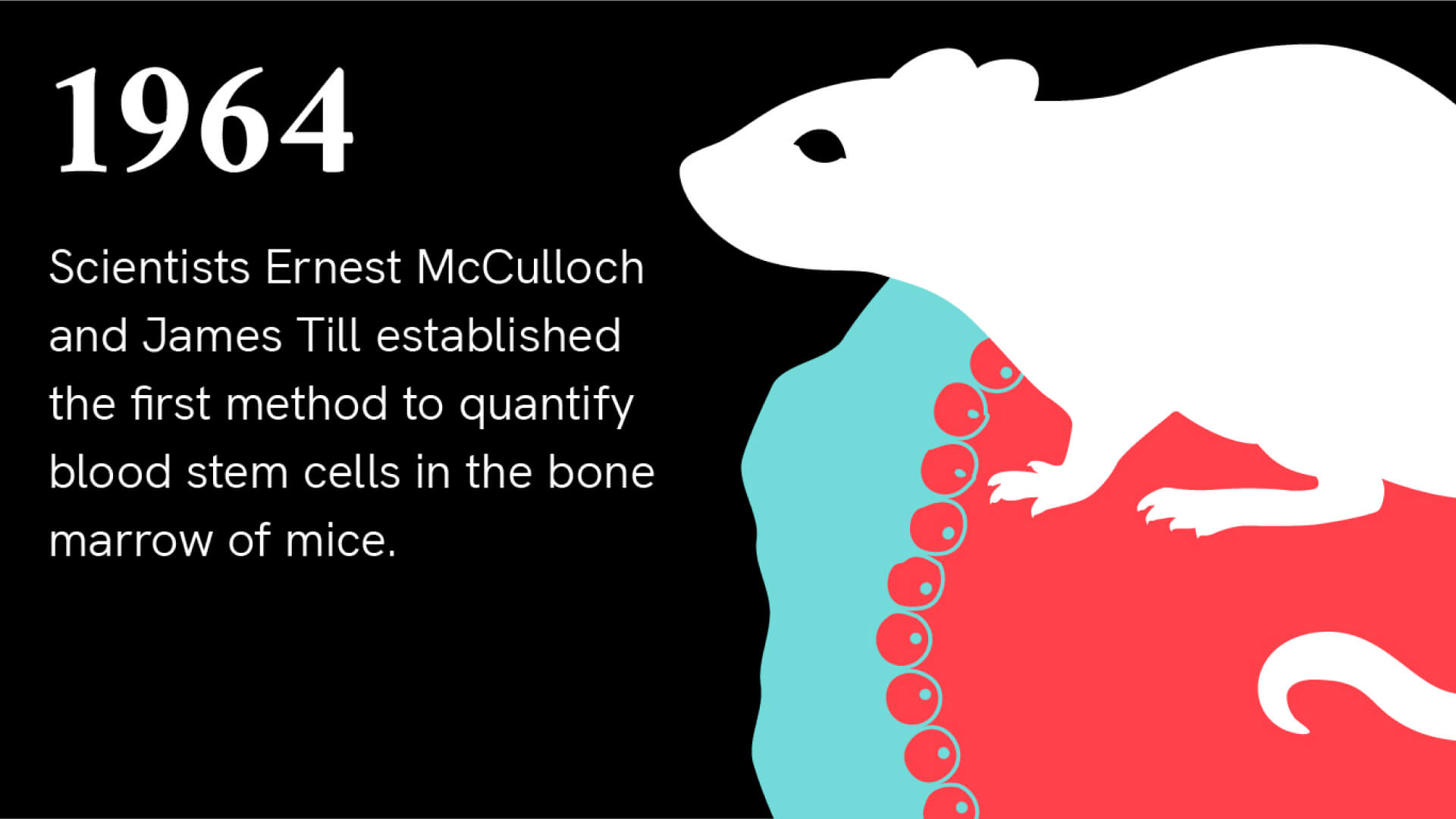 1964: Scientists Ernest McCulloch and James Till established the first method to quantify blood stem cells in the bone marrow of mice. An illustrated mouse sits on top of a drawing of cells.