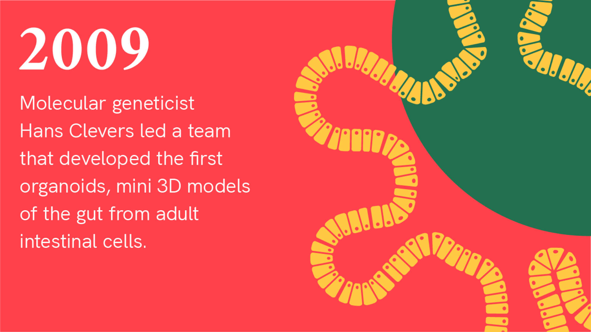 2009: Molecular geneticist Hans Clevers led a team that developed the first organoids, mini 3D models of the gut from adult intestinal cells. Illustration of a gut organoid showing cells outlining an asterisk-like shape.