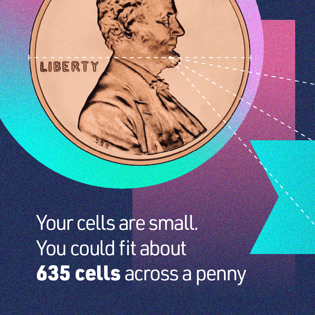 Penny with line across diameter and text, “Your cells are small. You could fit about 635 cells across a penny.