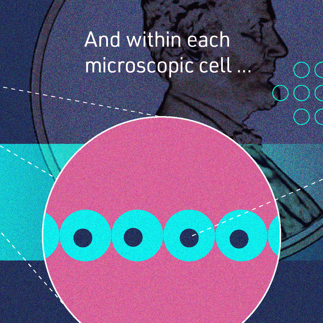 Zoomed in frame of cells lined up across the diameter of the penny with text, “And within each microscopic cell …”