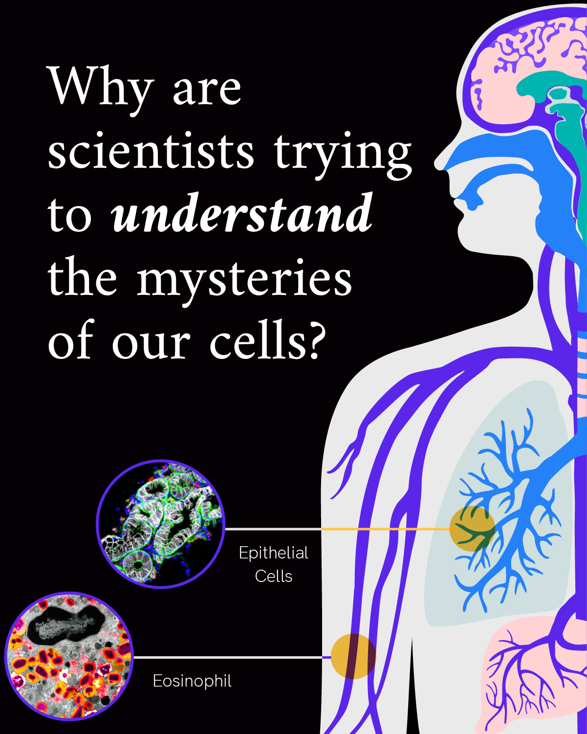 Infographic reads “Why are scientists trying to understand the mysteries of our cells?” A colorful illustration of the top half of a human body including head, neck, shoulders and chest accompanies the text. The illustration shows the left side of the brain, lungs, stomach and veins in the body including magnified photos of the lung cell and the immune cell.