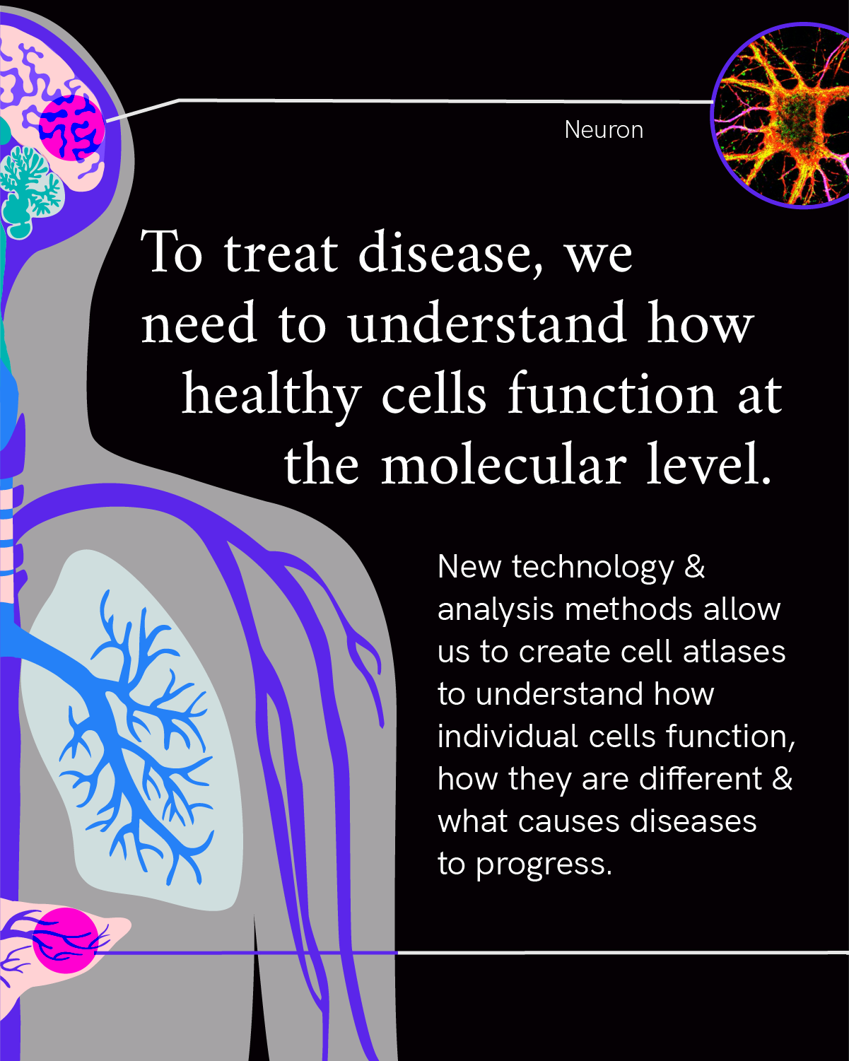 Infographic reads “To treat disease, we first need to understand how healthy cells function at the molecular level. New technology & analysis methods allow us to create cell atlases to understand how individual cells function, how they are different & what causes diseases to progress.” A colorful illustration of the top half of the human body including head, neck, shoulders and chest accompany the text. The illustration shows the right side of the brain, lungs, stomach and veins in the body including a magnified photo of the neuron cell.