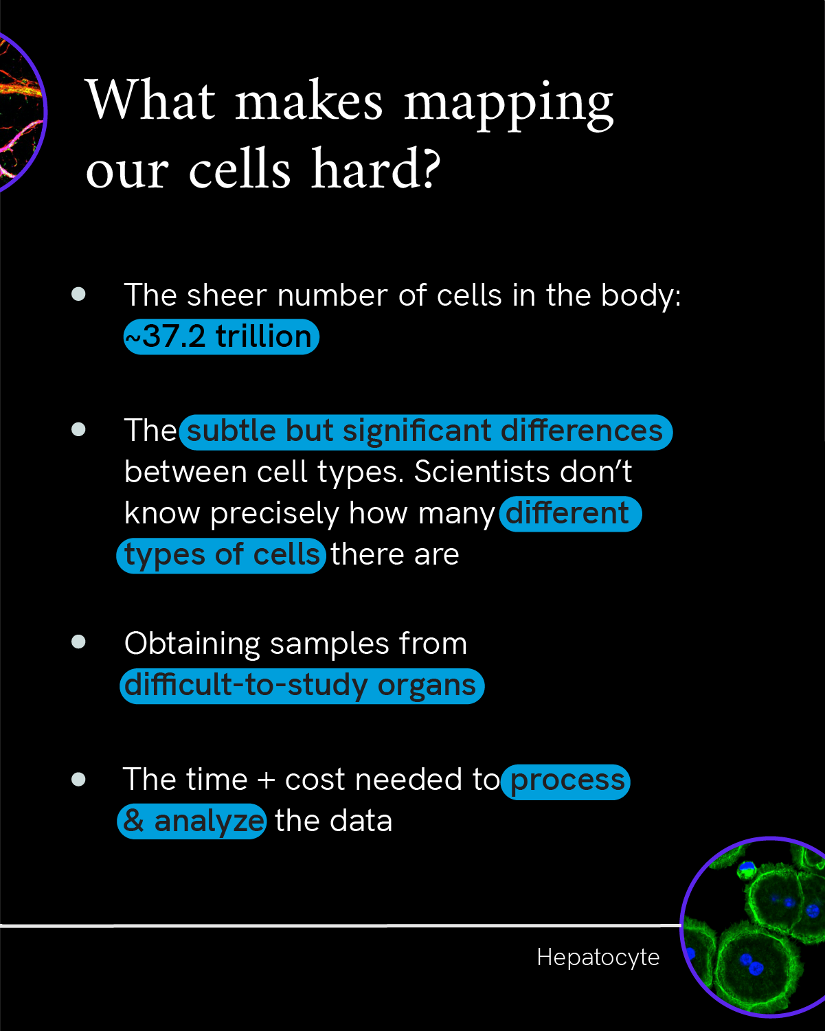 Infographic reads “What makes mapping our cells hard?” followed by bullet points stating “The sheer number of cells in the body: ~37.2 trillion”, “The subtle but significant differences between cell types. Scientists don’t know precisely how many different types of cells there are,""Obtaining samples from difficult-to-study organs,""The time needed to process + analyze the massive amounts of data.” A magnified photo of cells in green and purple accompanies the text.