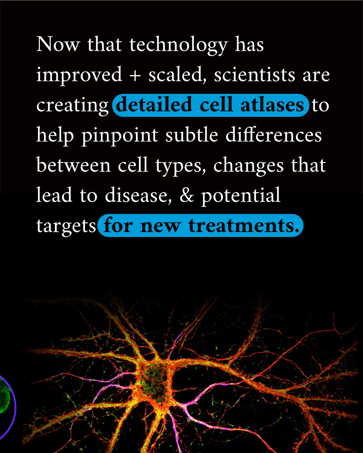 Infographic reads “Now that technology has improved + scaled, scientists are creating detailed cell atlases to help pinpoint subtle differences between cell types, changes that lead to disease, & potential targets for new treatments.” A magnified photo of cells colored in orange and pink accompany the text.