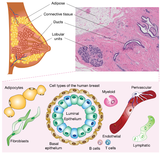 Diagram of breast anatomy, showing adipose, connective tissue, ducts and lobular units on the top half. In the lower half of the image, the cells within these compartments are shown with adipocytes in yellow, fibroblasts in green, luminal epithelium surrounded by the basal epithelium in the center, myeloid cells, perivascular cells, endothelial cells, B cells and T cells, and lymphatic cells on the right.
