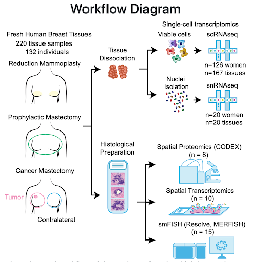 Workflow of the HBCA. 220 fresh human breast samples from 132 individuals were acquired from reduction mammoplasty, prophylactic mastectomy, or the contralateral breast from a cancer mastectomy. Tissue was then either dissociated or prepared for histology. Dissociated tissue was separated into viable cells or nuclei isolation for single-cell transcriptomics (samples from 126 women and 167 tissues underwent scRNAseq, and samples from 20 women and tissues underwent snRNAseq). For histology, eight samples underwent spatial proteomics (CODEX), 10 underwent spatial transcriptomics, and 15 underwent smFISH (Resolve and MERFISH).