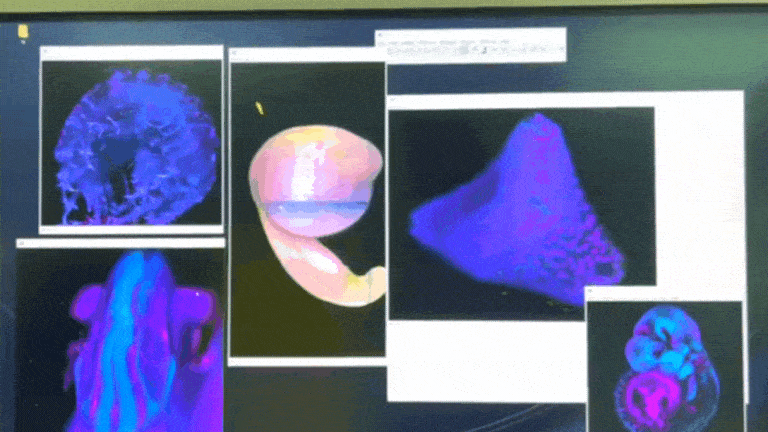 Computer screen with multiple 3D images rotating.