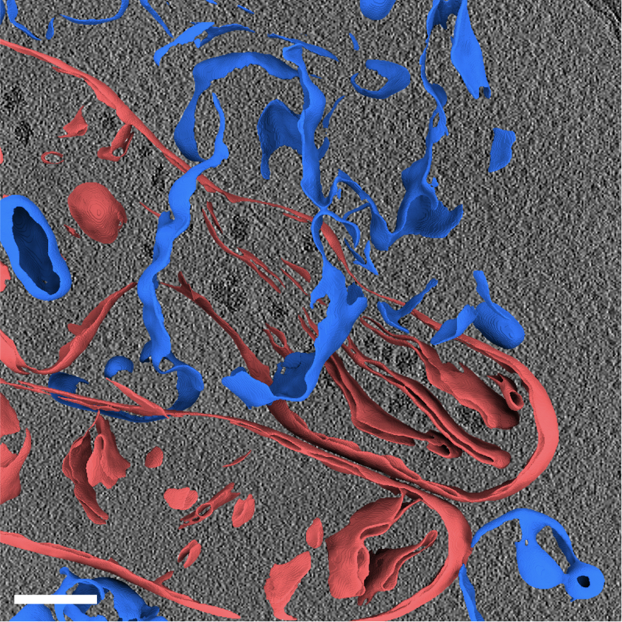 3D tomogram of a human umbilical vein endothelial cell (HUVEC) from Dataset 10176 after membrane annotations by MemBrain. Mitochondrial membranes are colored red, other vesicular membranes are colored blue.
