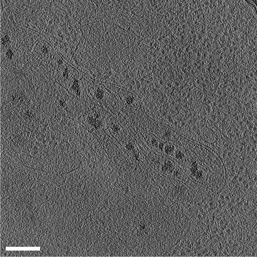 3D tomogram of a human umbilical vein endothelial cell (HUVEC) from Dataset 10176 before membrane annotations by MemBrain.