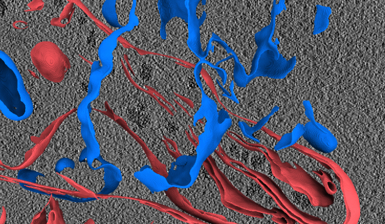 3D tomogram of a human umbilical vein endothelial cell (HUVEC) from Dataset 10176 after membrane annotations by MemBrain. Mitochondrial membranes are colored red, other vesicular membranes are colored blue.