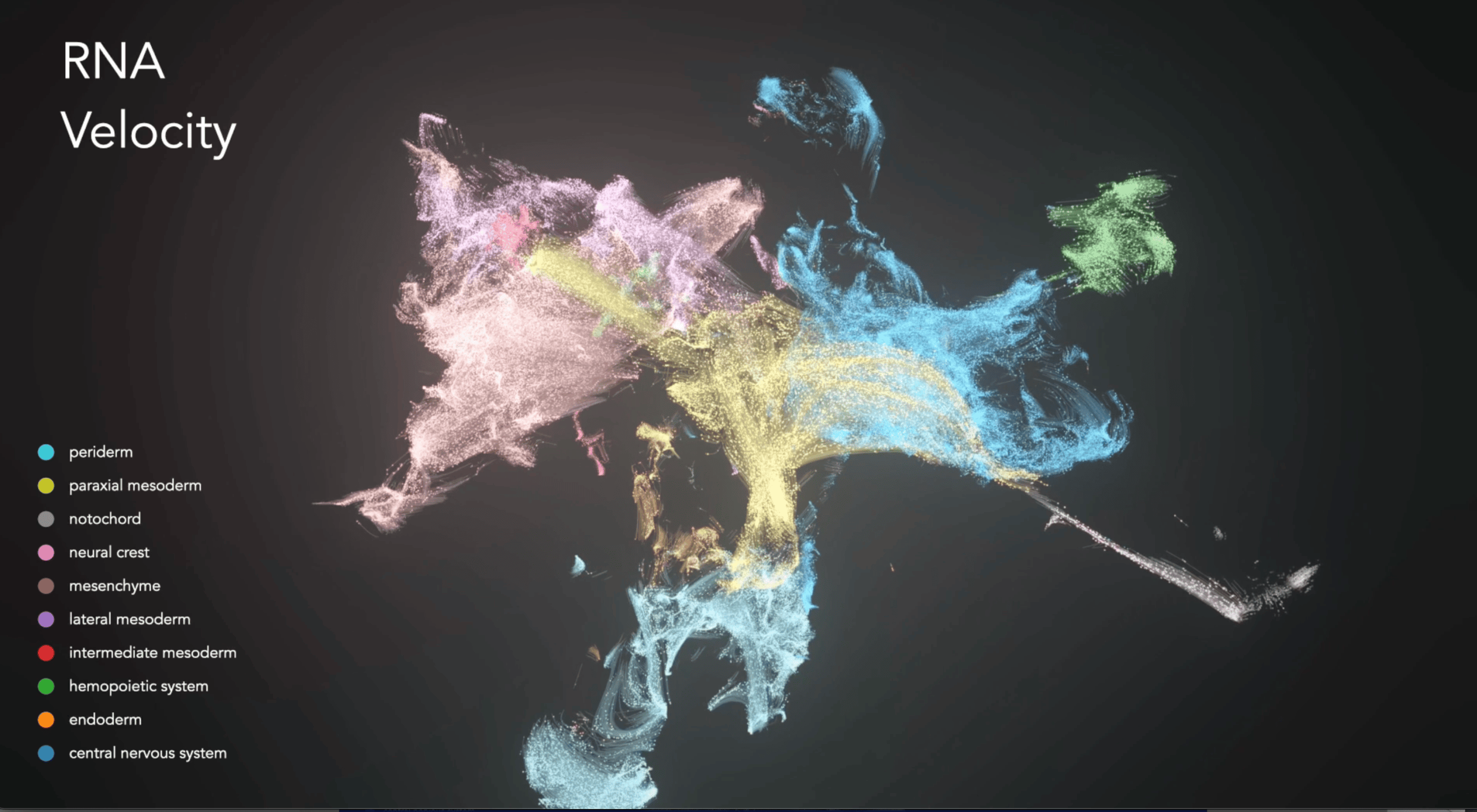 Zebrahub tracks zebrafish development like never before