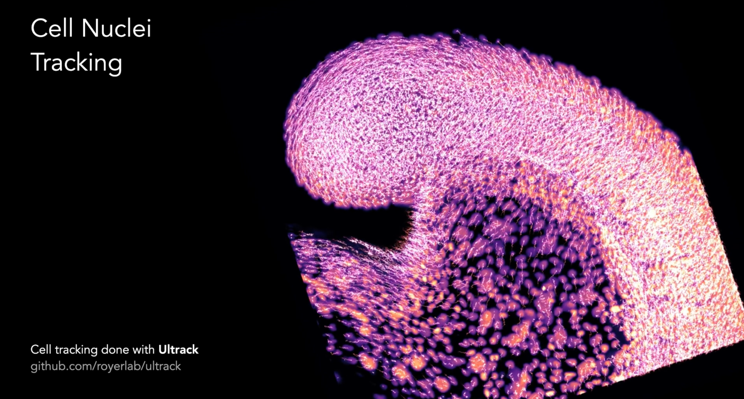 Cell nuclei tracking