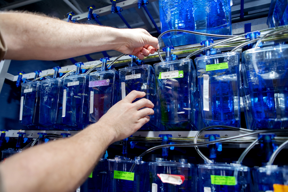 Zebrafish at CZ Biohub SF
