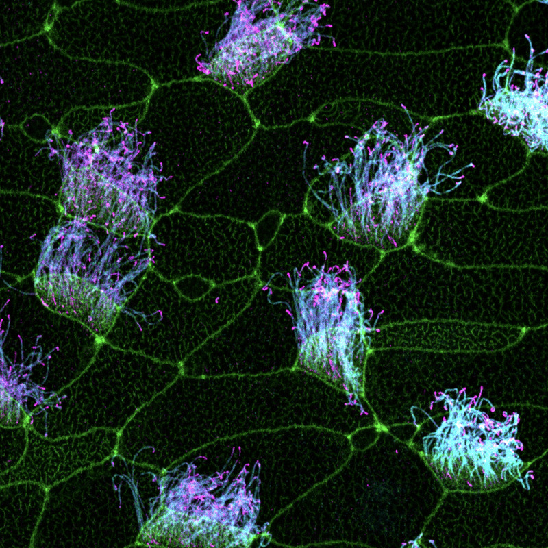 Motile cilia on Xenopus skin cells