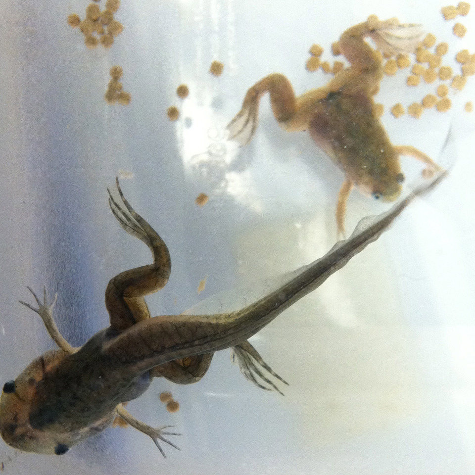 Xenopus metamorphosis
