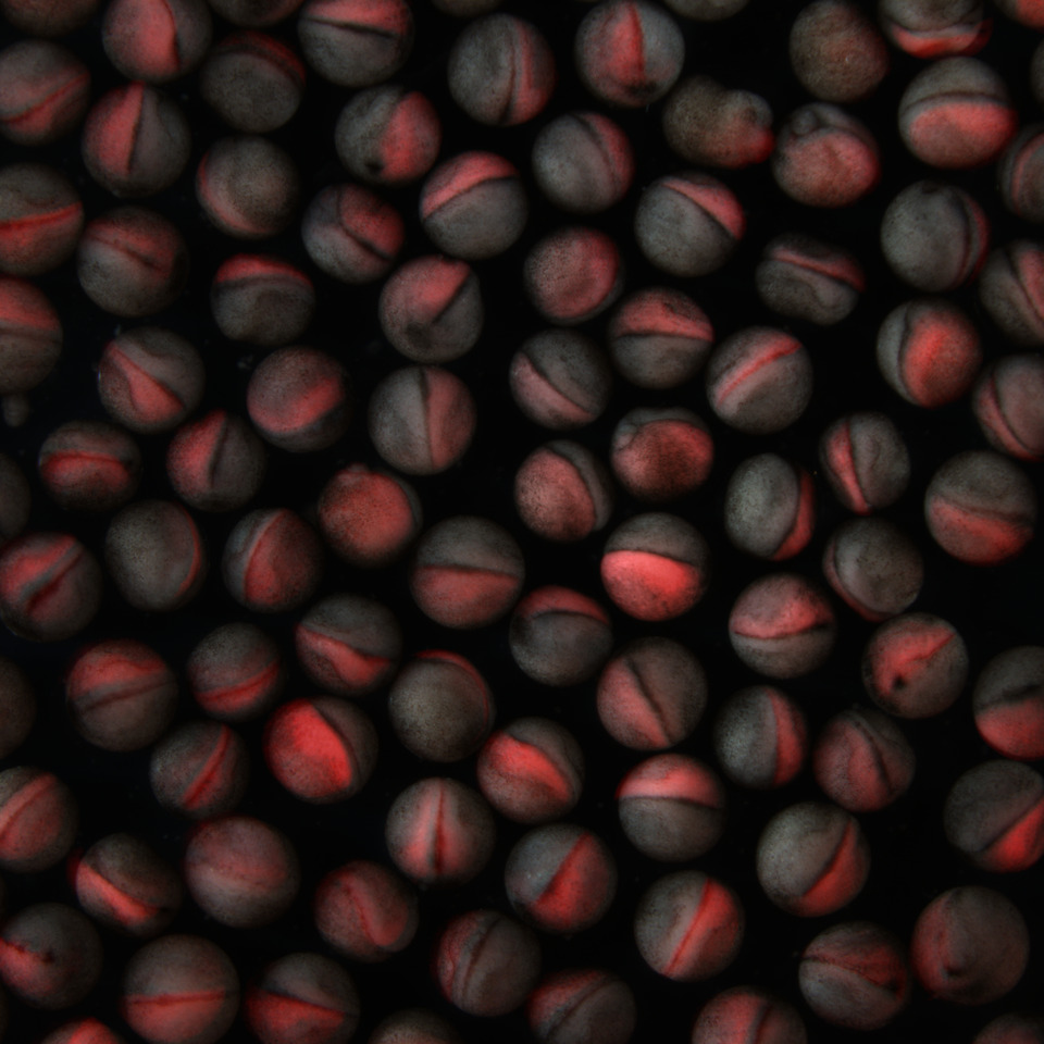 Xenopus embryos